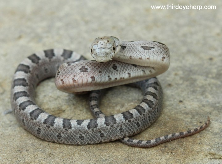 Yellow Rat Snake